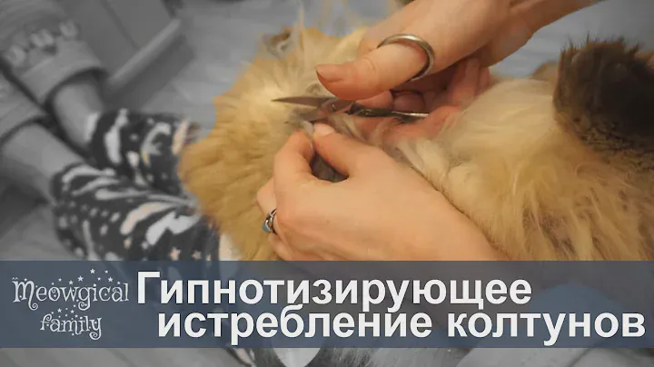 🤤 Как выстричь колтуны у кошки?